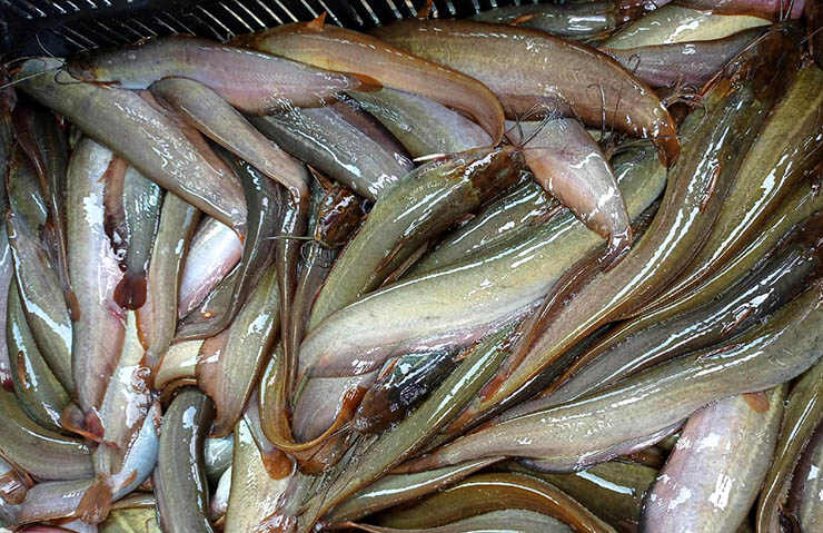 Shing Fish 