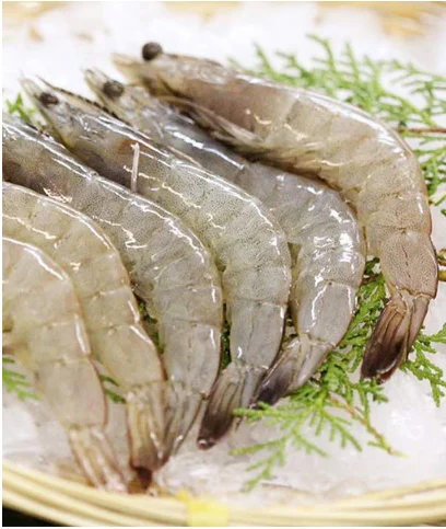 White Shrimp 