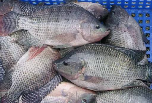 Tilapia 