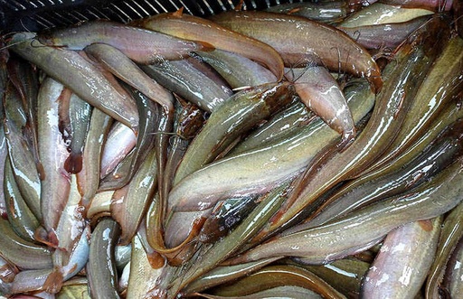Shing Fish 