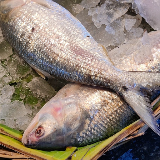 Hilsha (Ilish) 