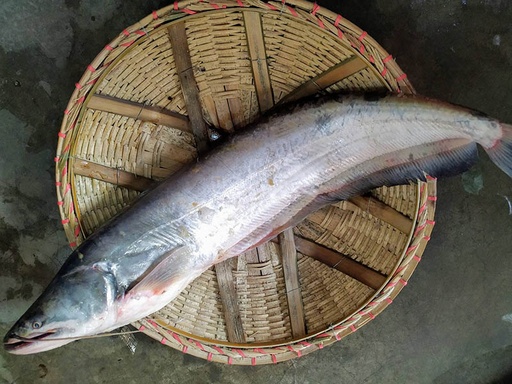 Boal Fish 