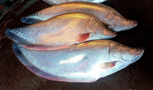 Chital Fish 