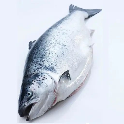 Salmon 