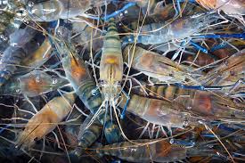 Fresh Water Prawn 